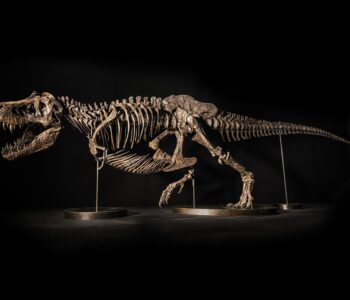 Christie's Hong Kong mette all'asta in Asia "SHEN" il primo scheletro di Tyrannosaurus rex